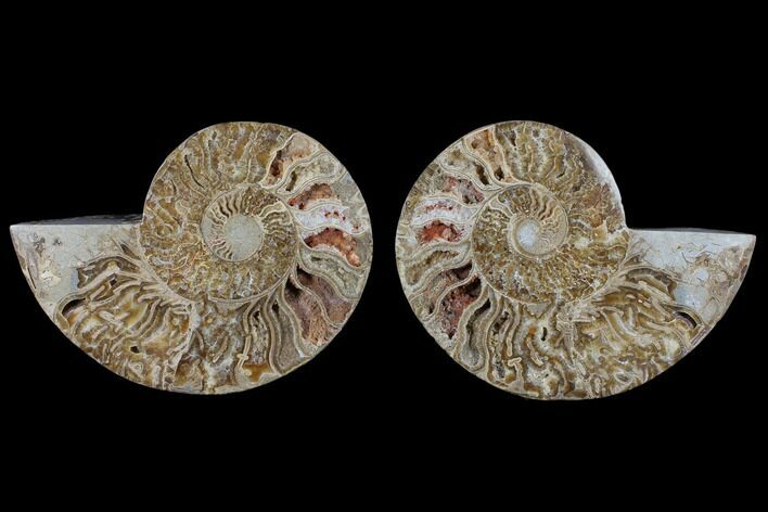 Daisy Flower Ammonite (Choffaticeras) - Madagascar #125496